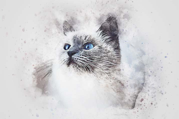 Bilde Kaķis ar zilām acīm 3