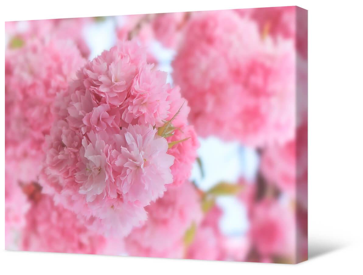 Картинка Пышное розовое цветение