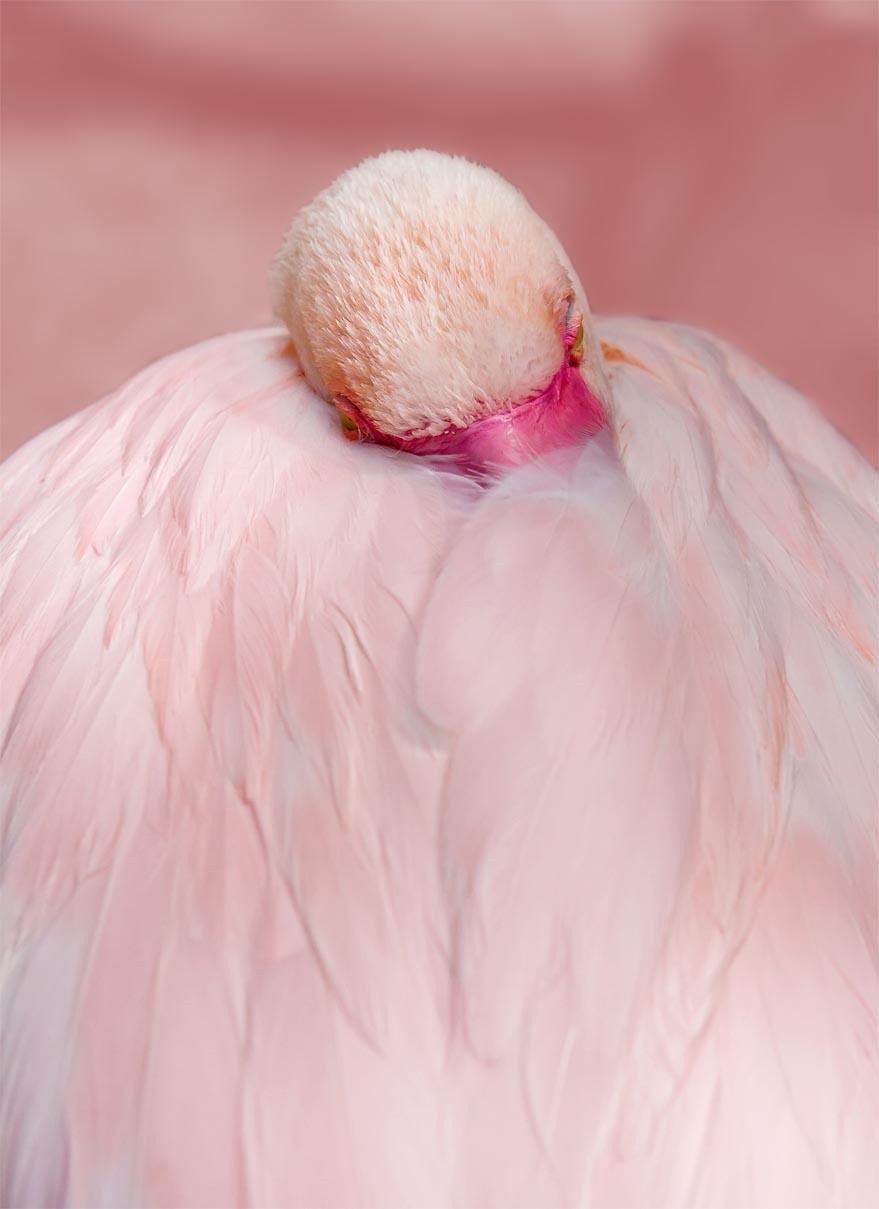 Pilt Flamingo si ƒe amadede nye pink 3