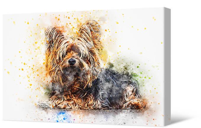 Picture Yorkshire Terrier