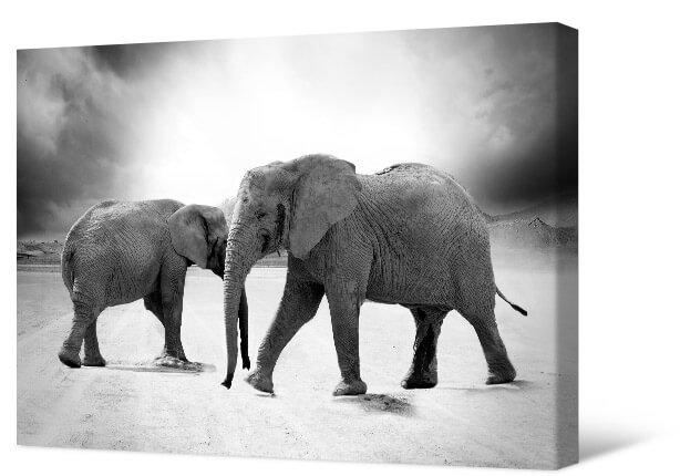 Bild Zwei Elefanten