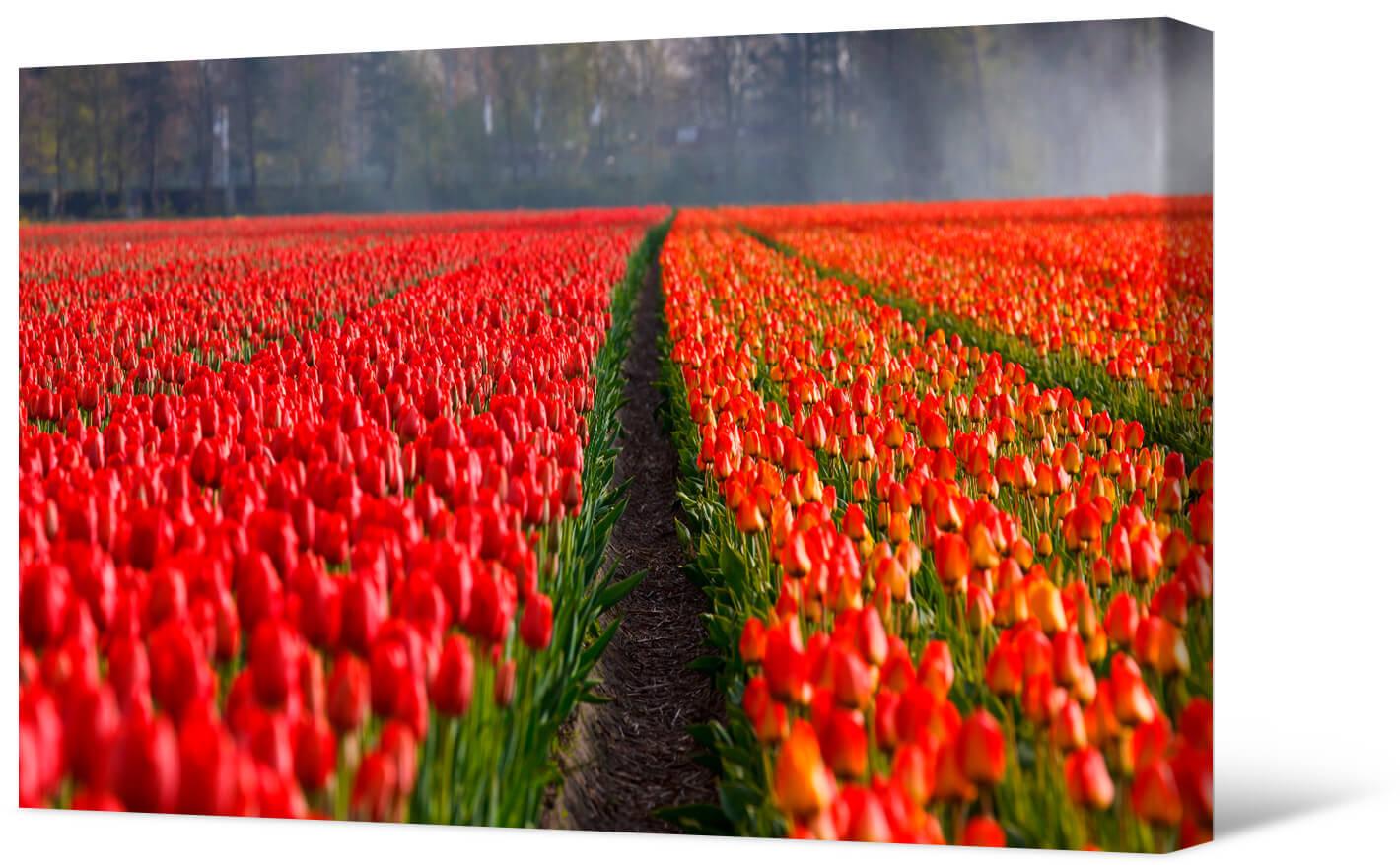 Obrazek Pole tulipanów