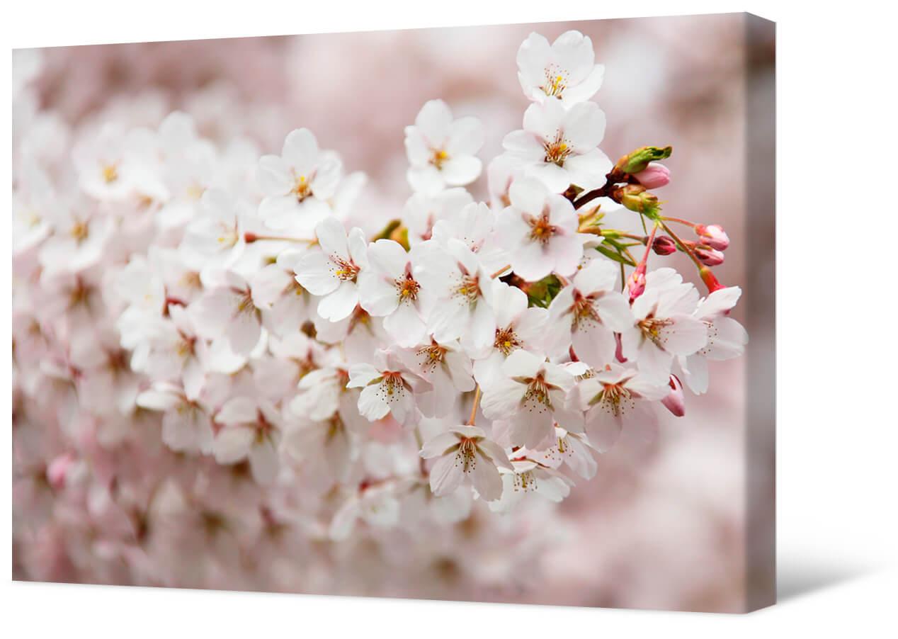 Картинка Цветущая вишневая ветка