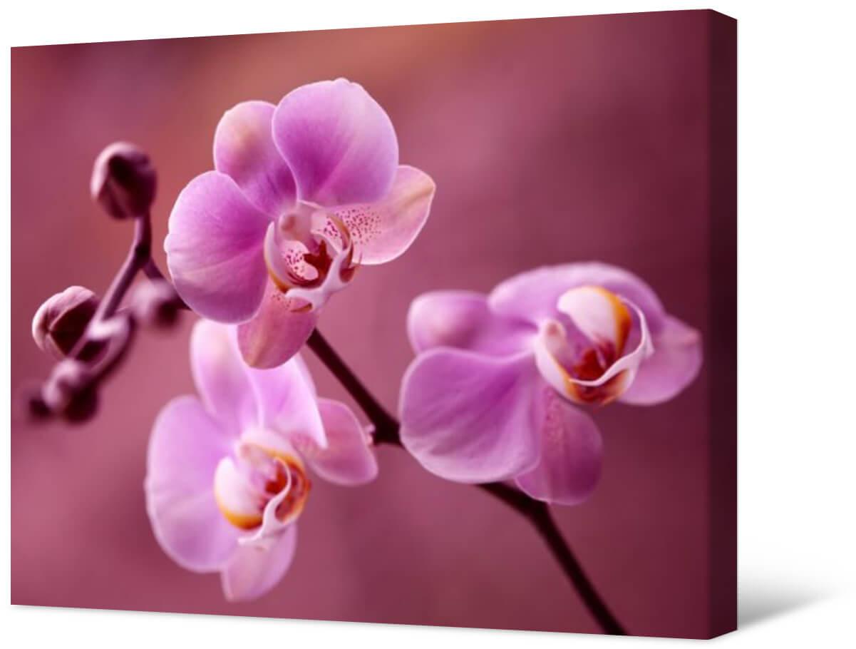 Paveikslėlis Orchidėja