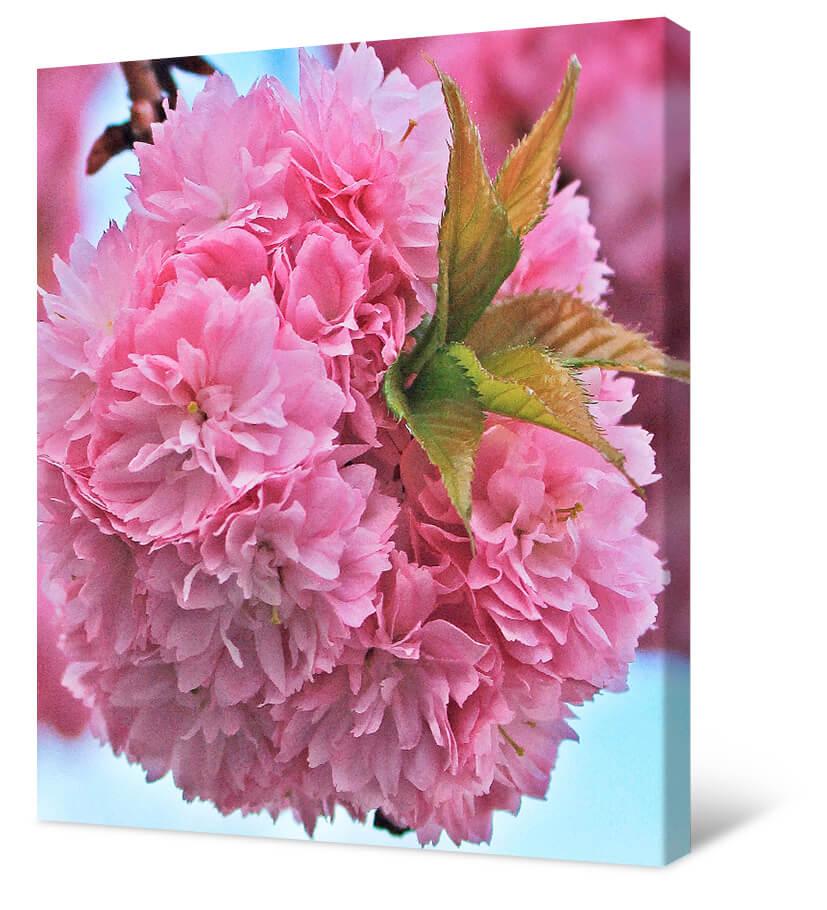 Obrazek Różowo kwitnące krzewy