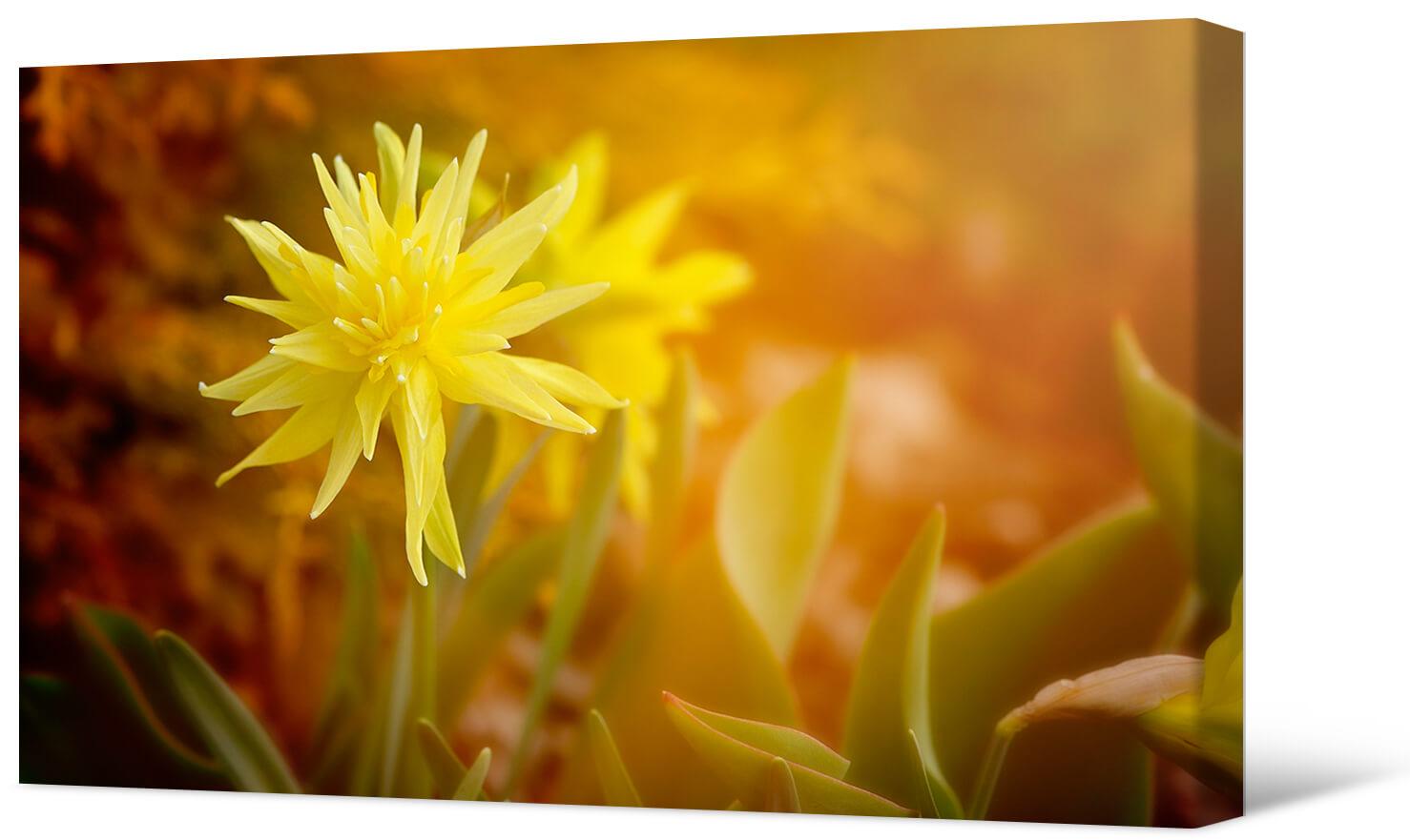 Obrazek Jasny żółty kwiat