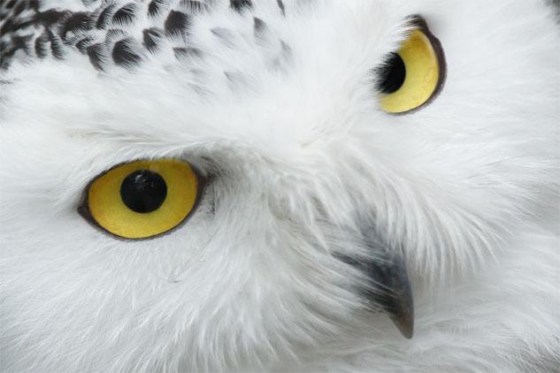Picture White Owl 3