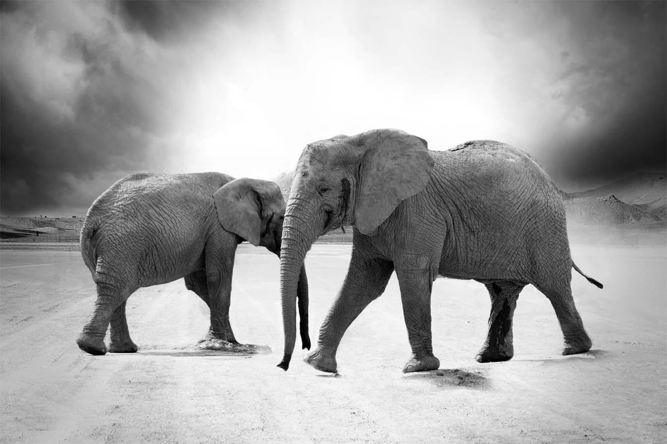 Obrazek Dwa słonie 3