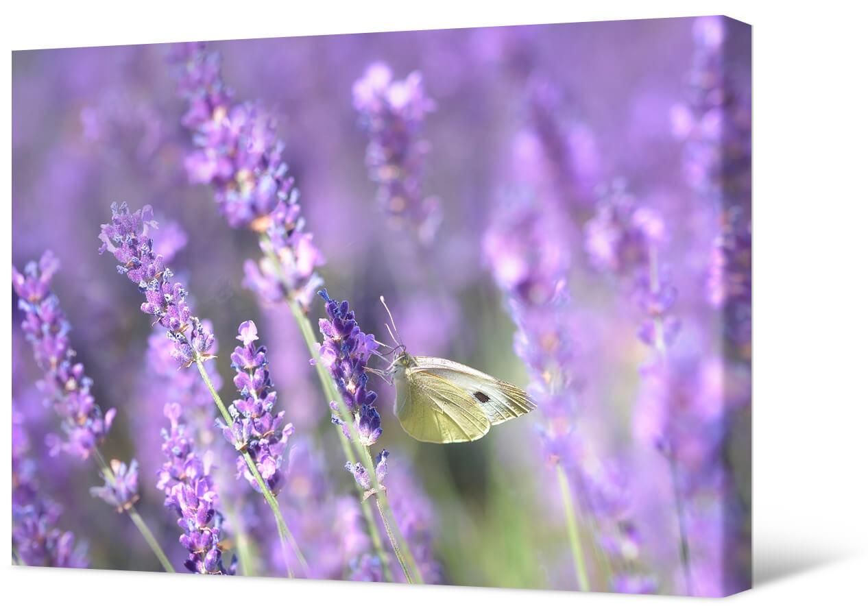 Bild Lavendel und Schmetterling