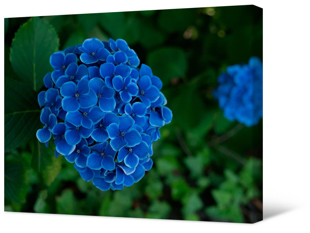 Paveikslėlis Mėlyna hortenzija