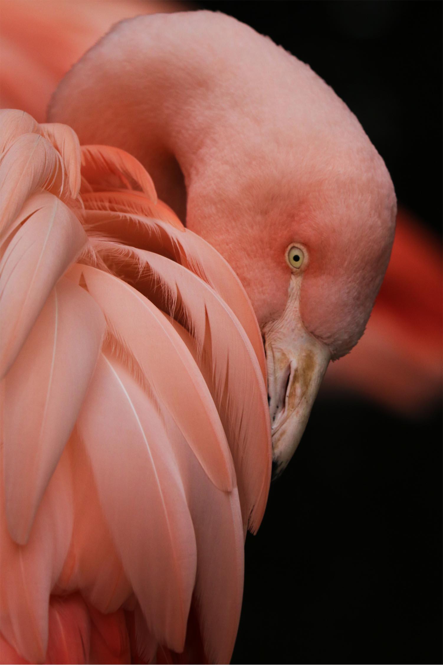 Pilt Flamingo si woyɔna be Flamingo 3