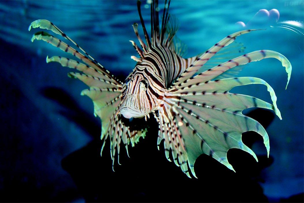 Picture Extraordinary fish 3