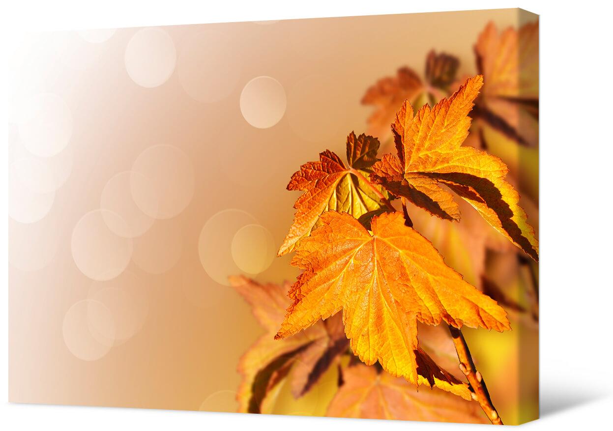 Картинка Листья осенью