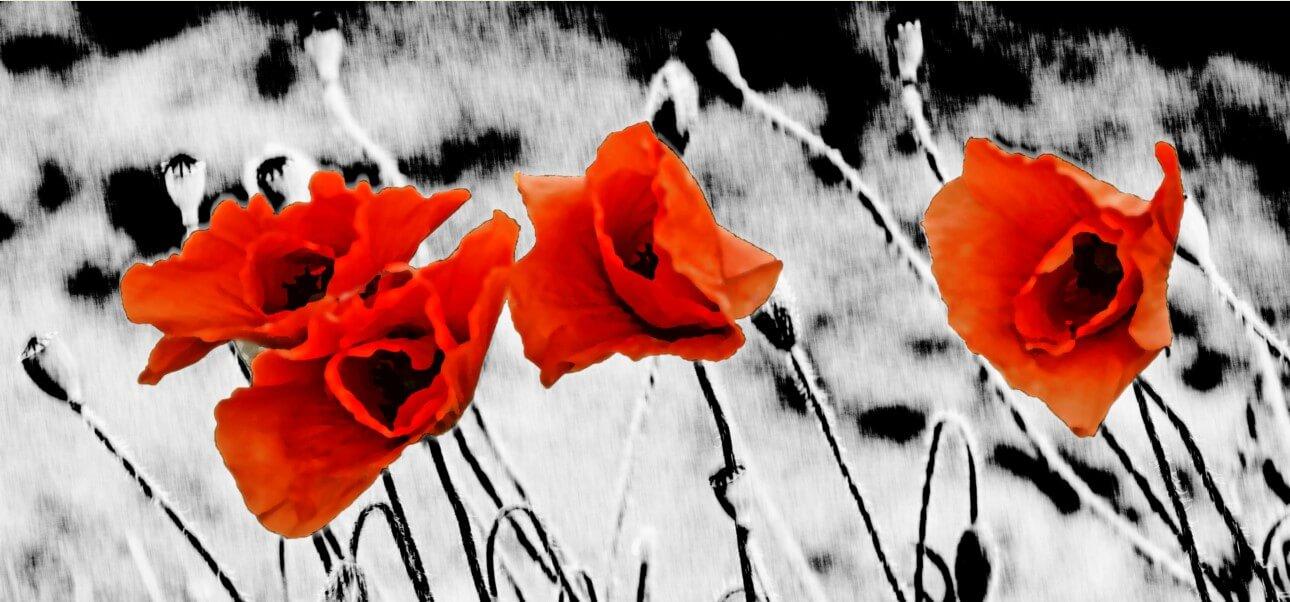 Picture Poppies 3