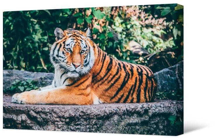 Paveikslėlis Tigras