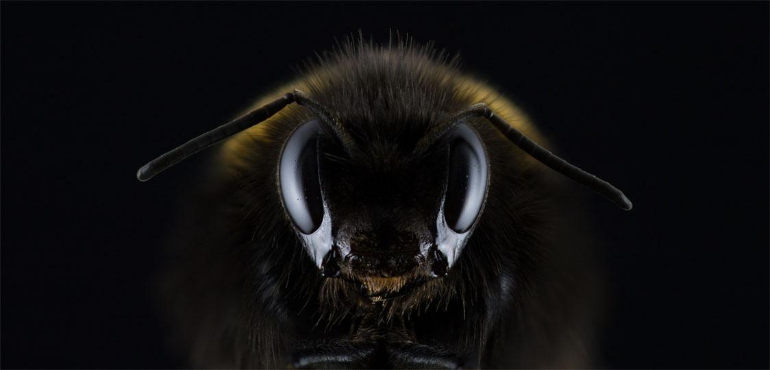 Pilt Bumblebee 3