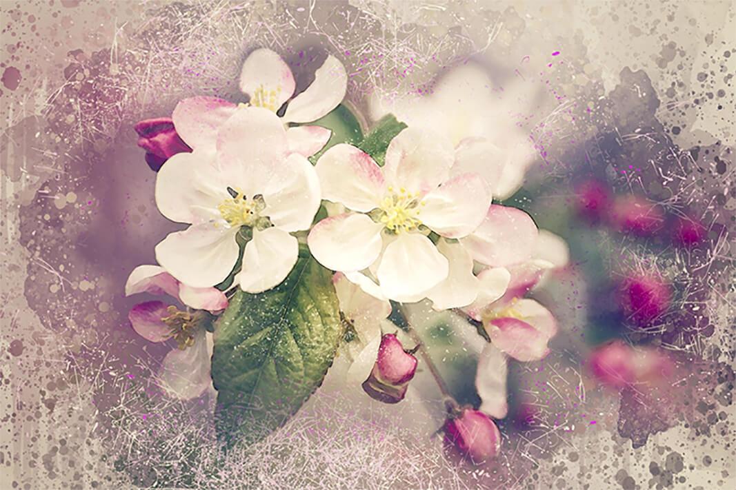 Obrazek Kwiat jabłoni 2