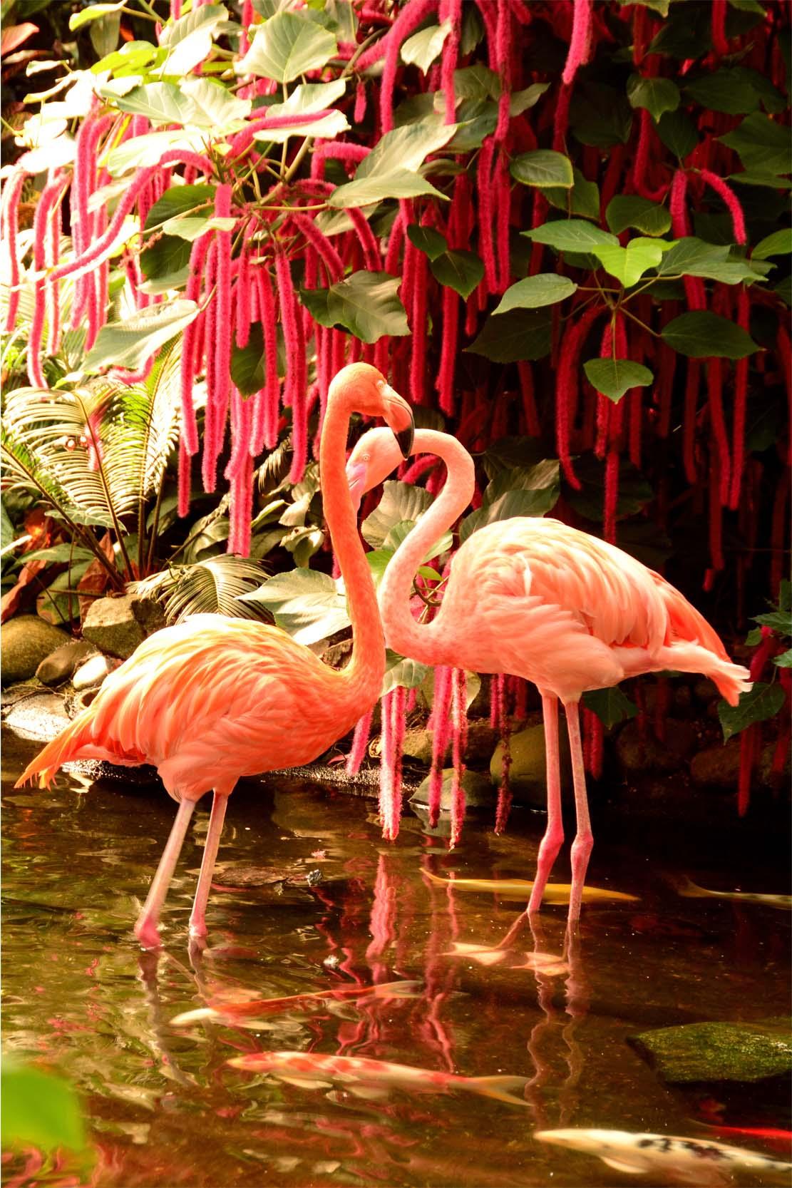 Picture Two flamingos 3
