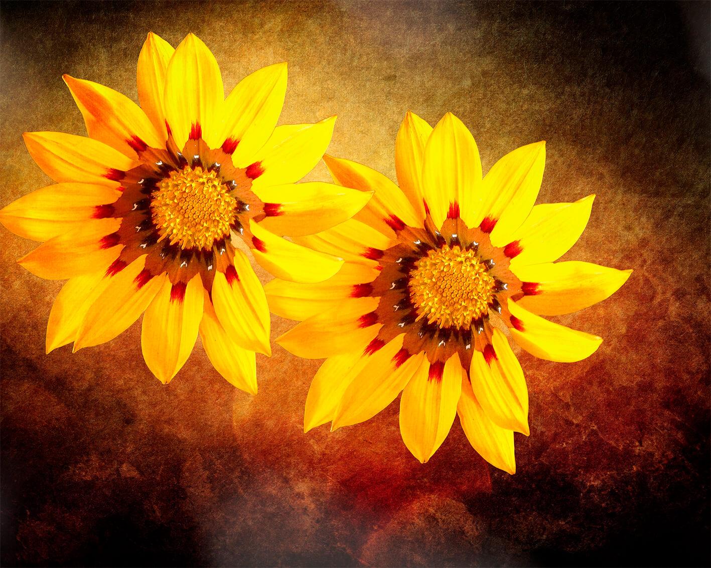 Bild Sonnenblumen 2