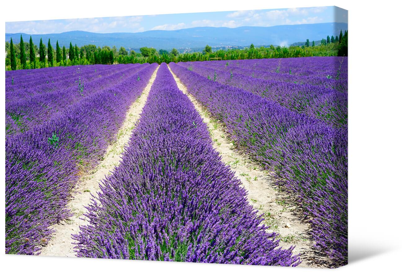 Picture Lavender field