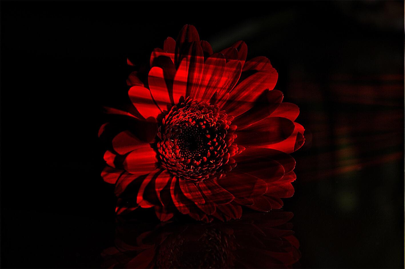 Picture Red gerbera 2