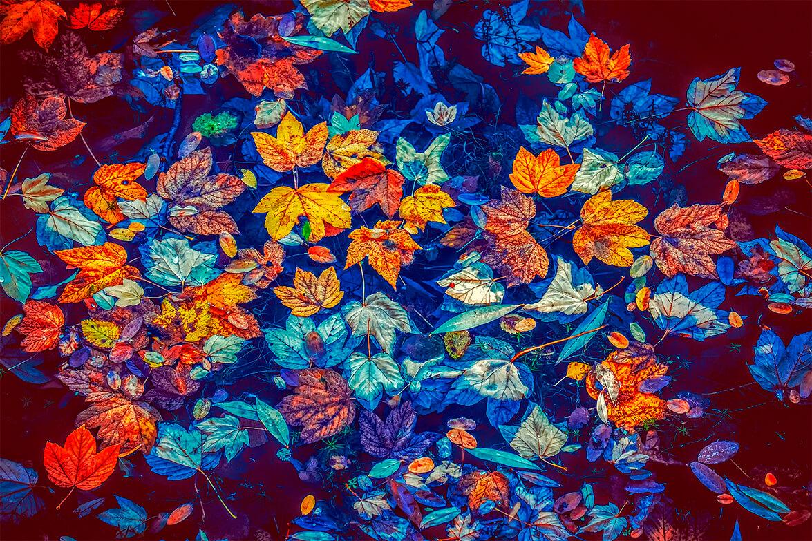 Obrazek Jesienne liście w wodzie 2