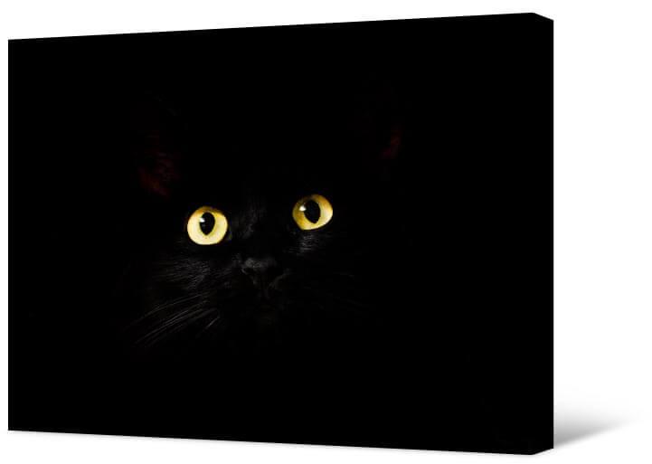 Bilde Melns kaķis
