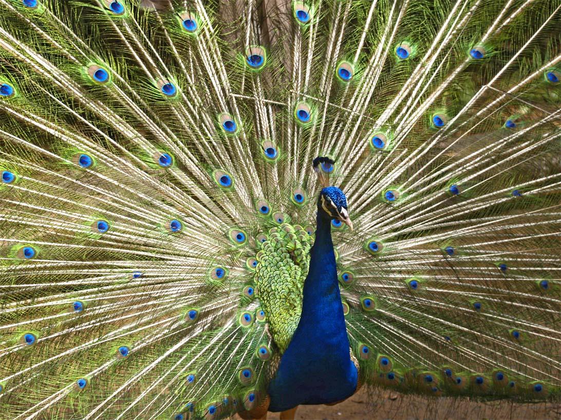 Picture Peacock 3