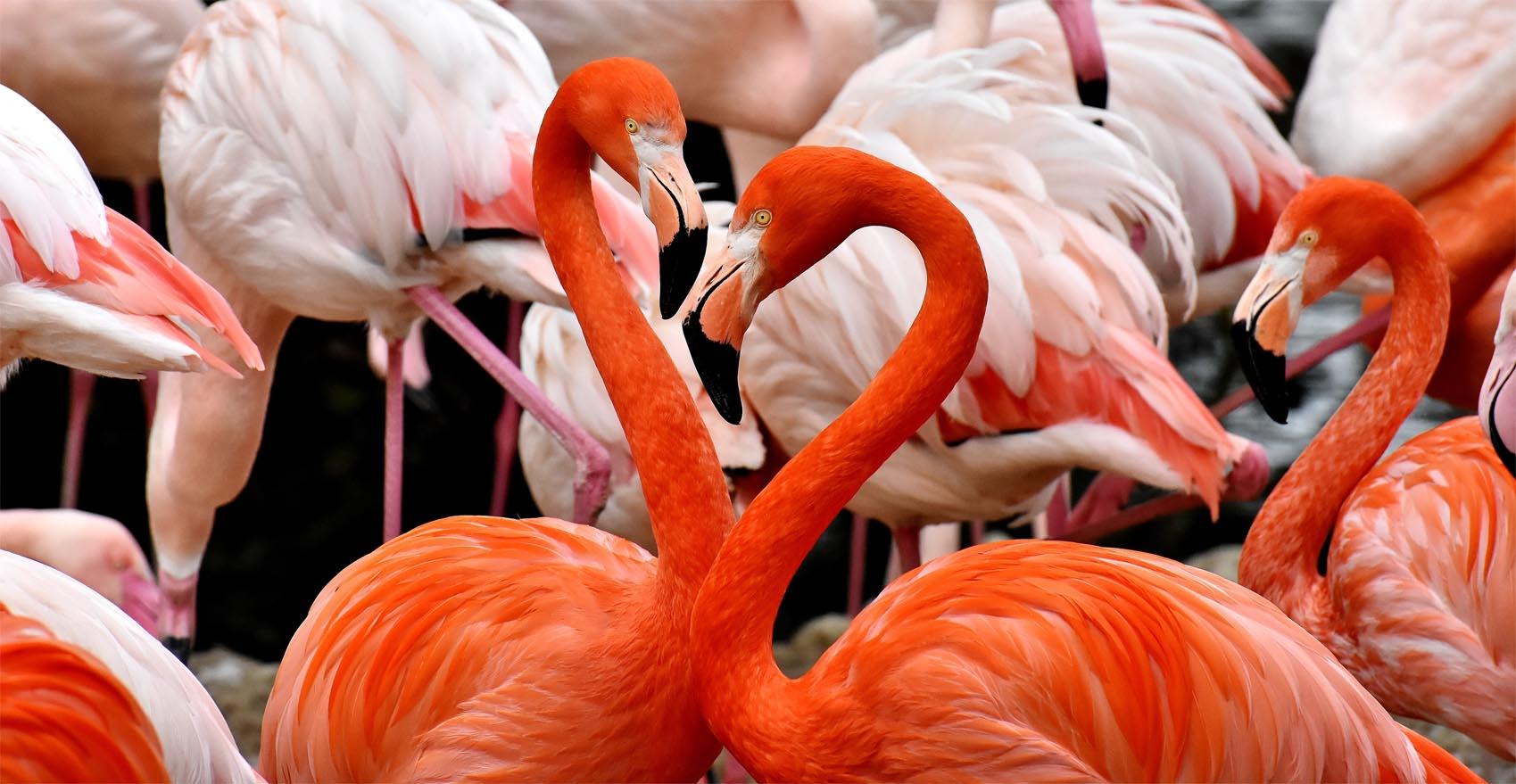 Bilde Flamingo 3