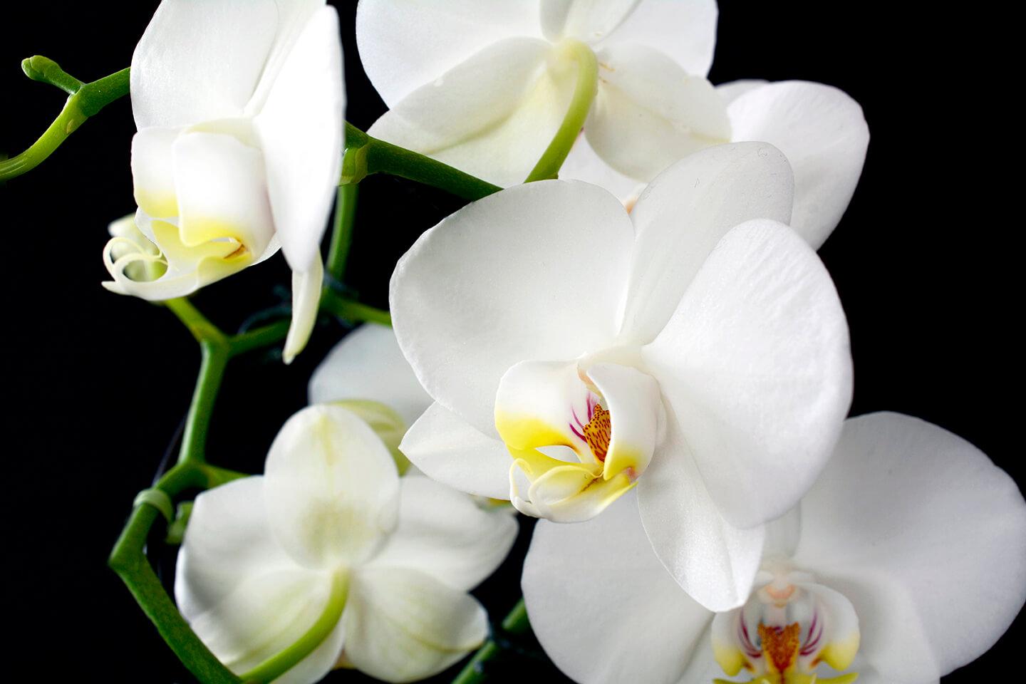 Weiße Orchideenblüten