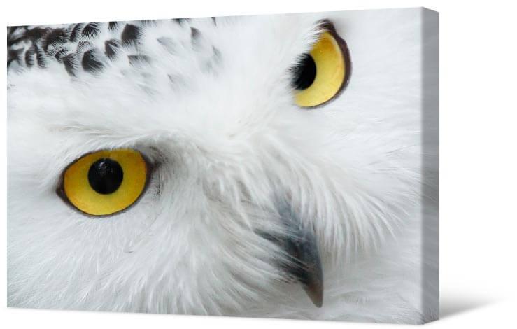 Picture White Owl