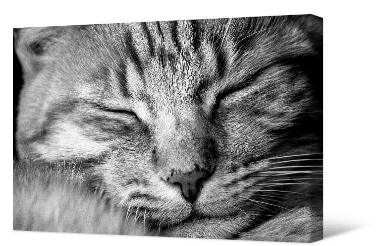 Bild Schlafende Katze