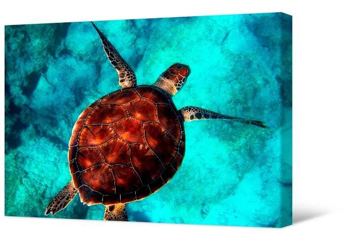 Bild Schildkröte im Wasser