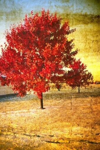 Картинка Фотокартина на холсте - Красное дерево 3