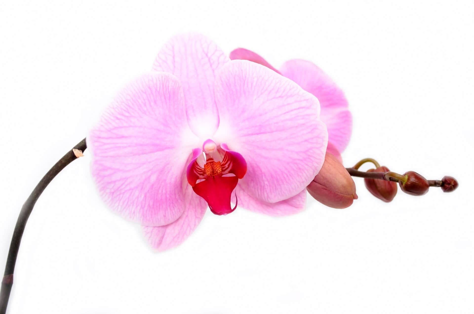 Веточка розовой орхидеи