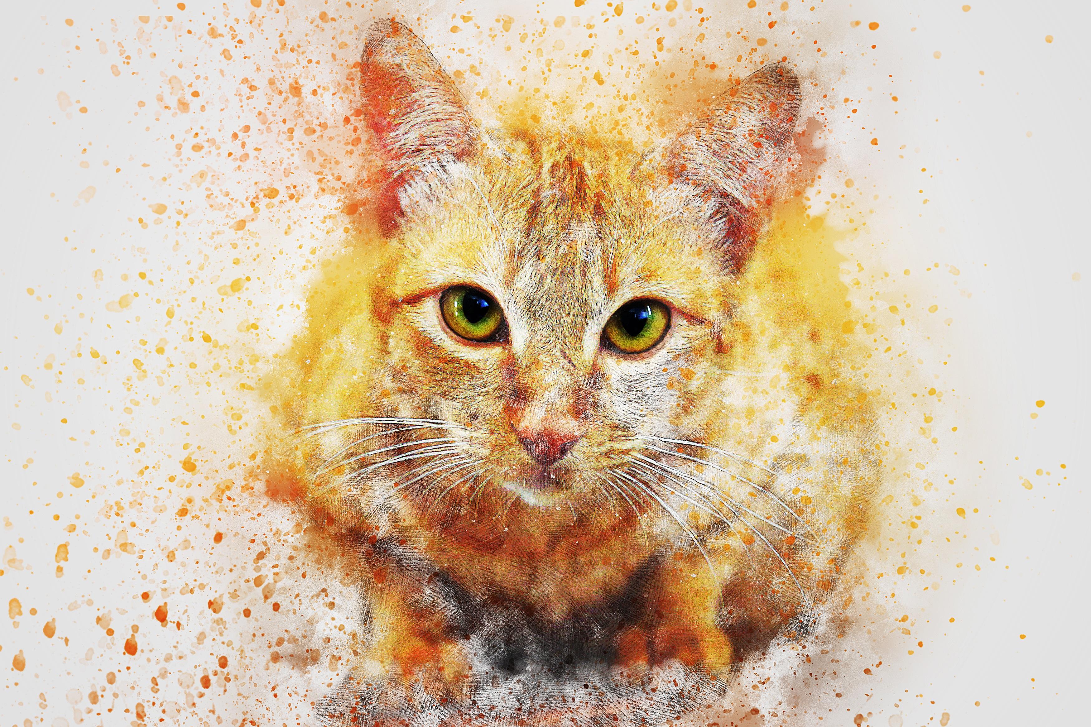 Pilt Ginger cat 3