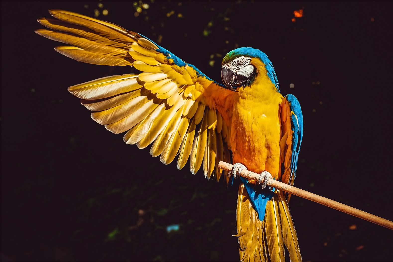 Картинка Яркий попугай 3