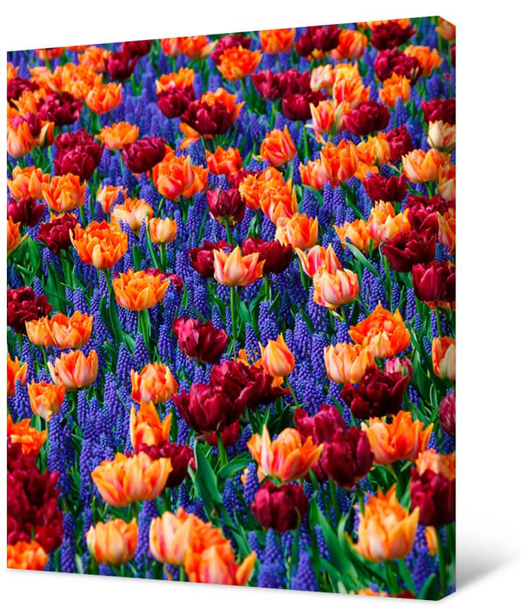 Picture Muscari and tulips