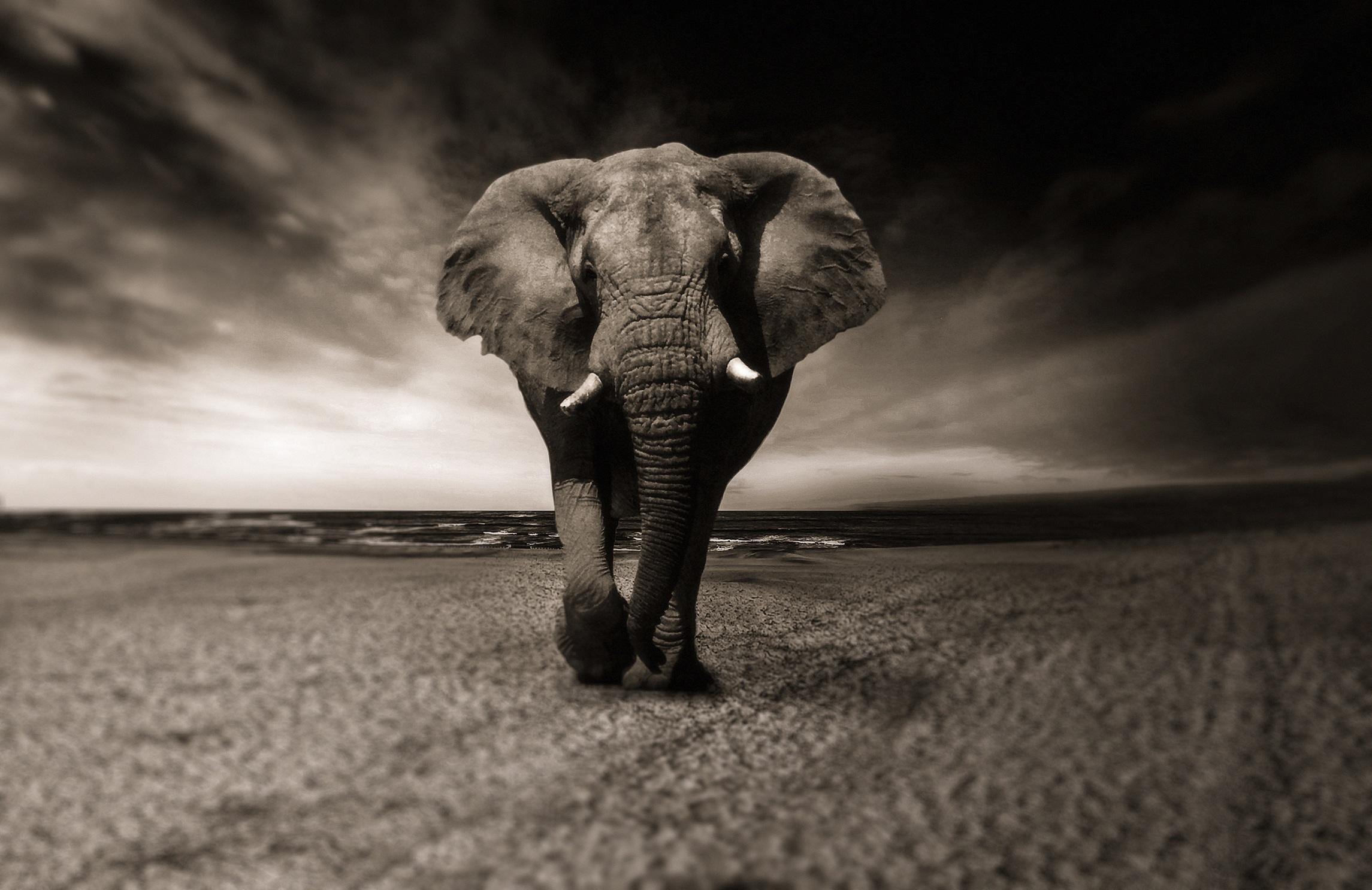 Bild Elefant 3