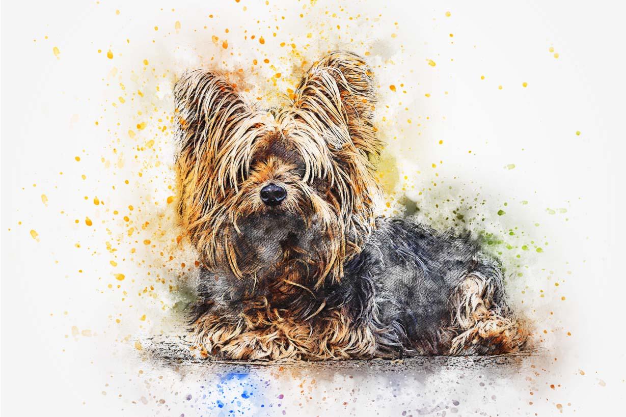 Picture Yorkshire Terrier 3