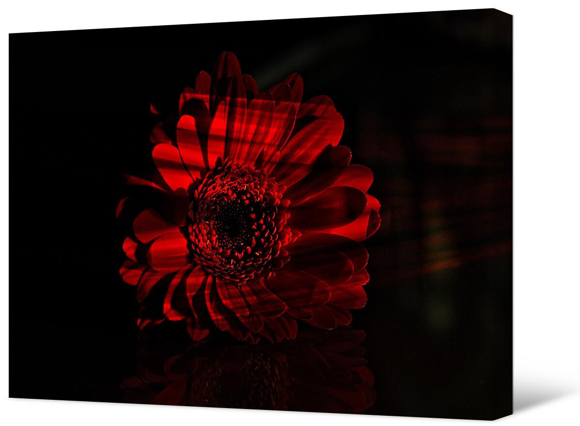 Picture Red gerbera