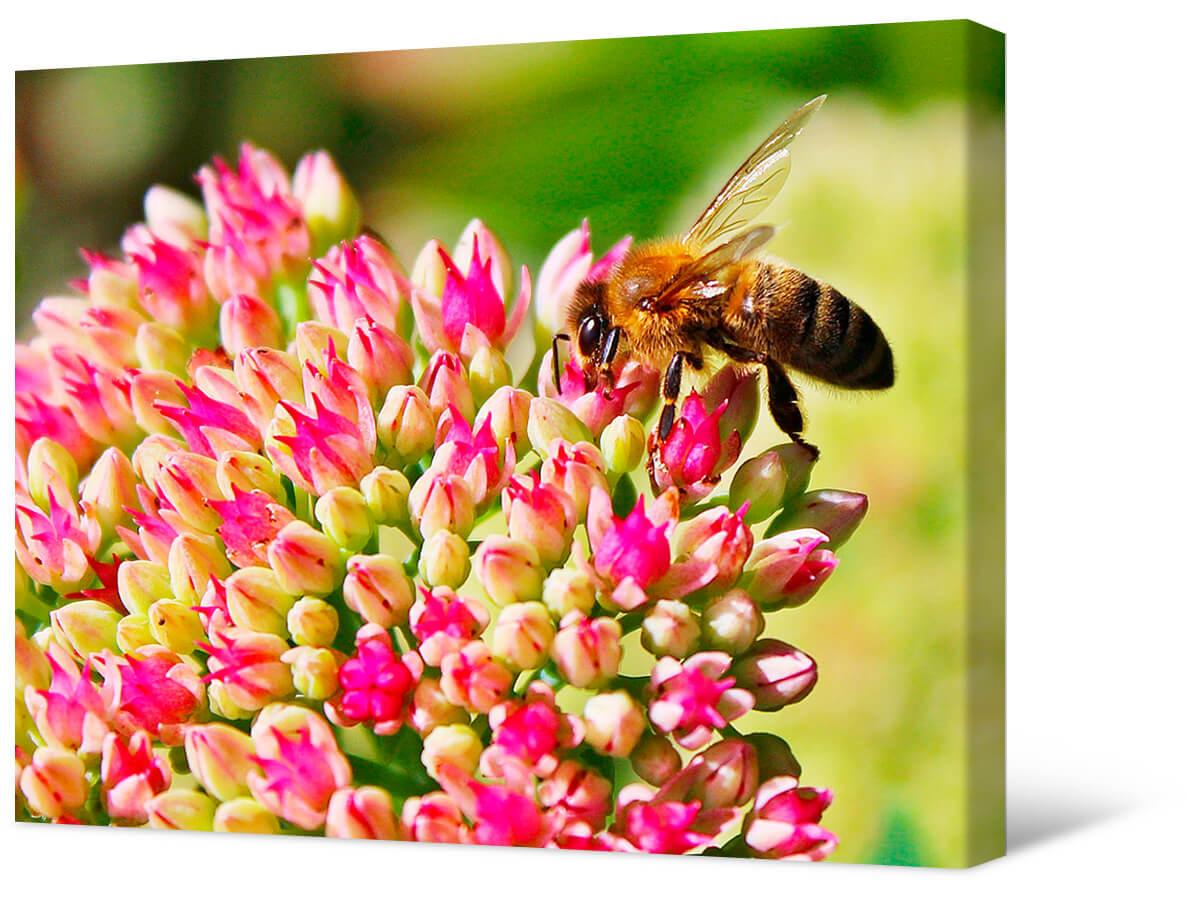 Картинка Пчела на цветах