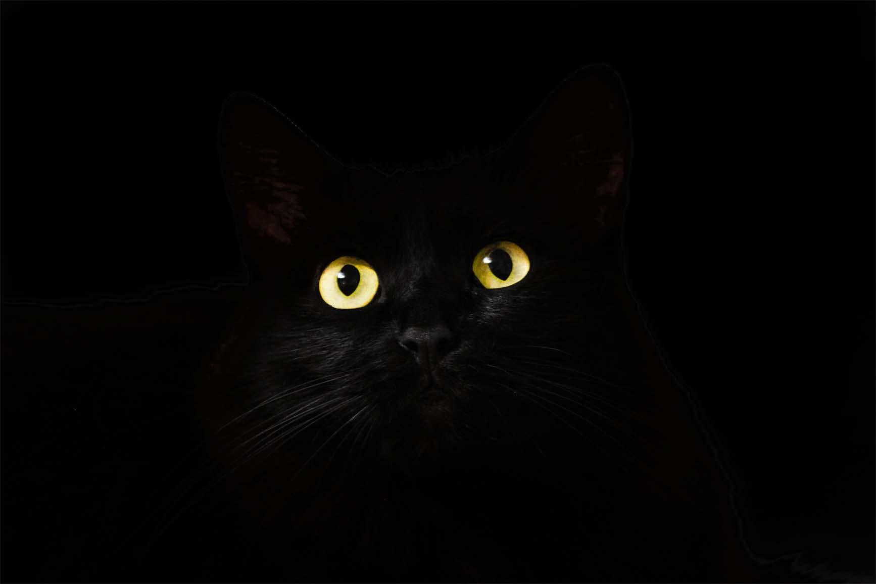Bilde Melns kaķis 3