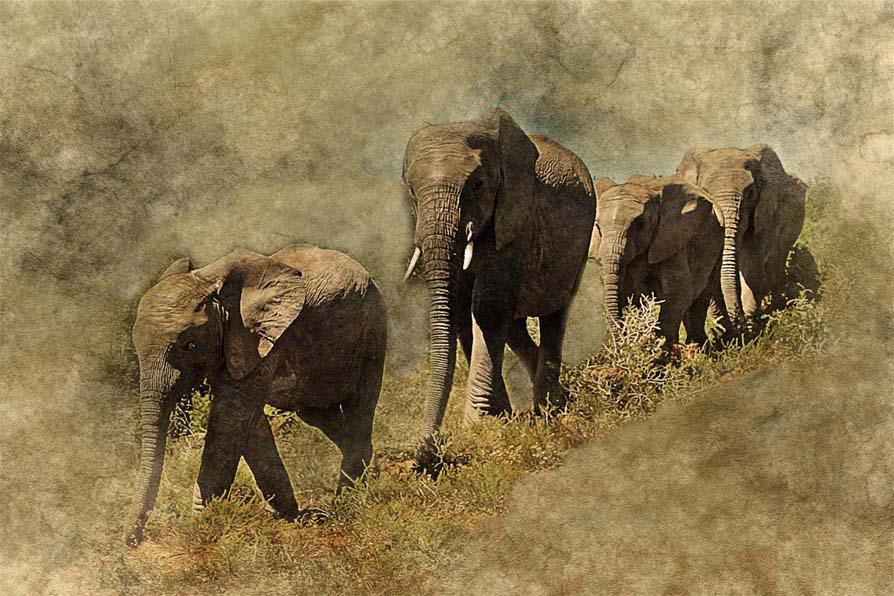 Картинка Слоны 3