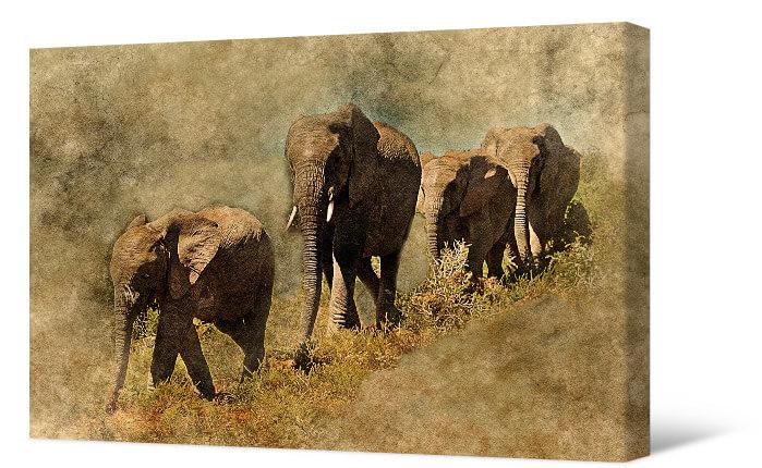 Картинка Слоны