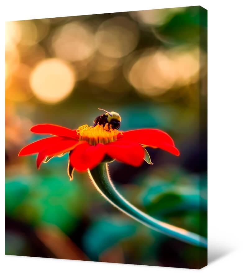 Picture Bumblebee on a red flower
