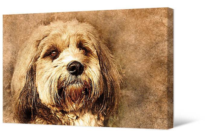Картинка Пушистая собака