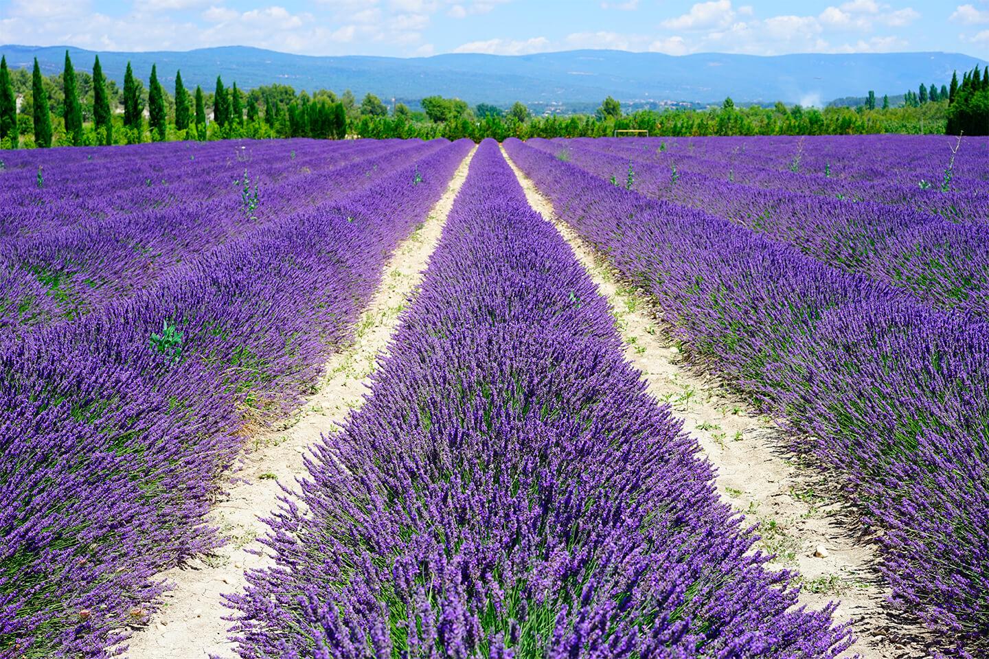 Picture Lavender field 2