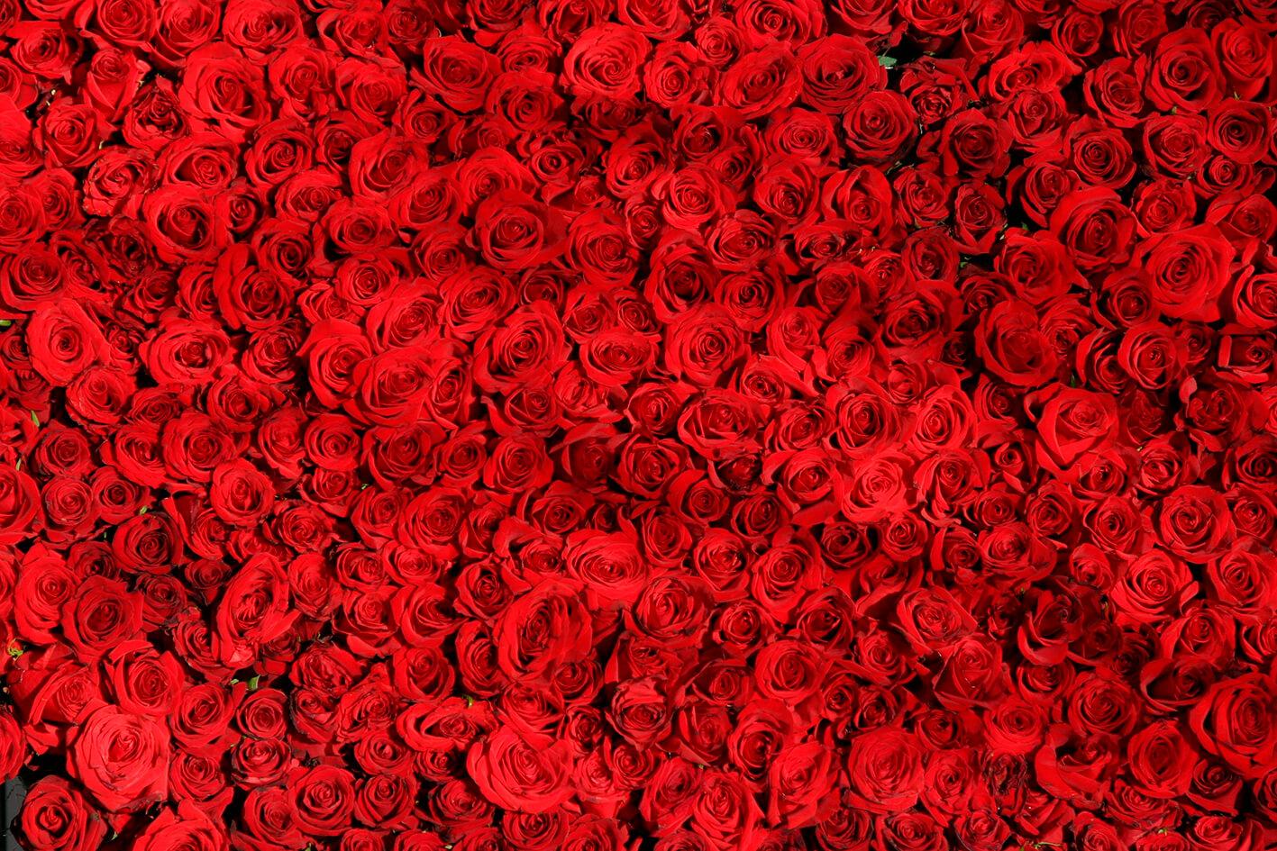 Milijonas Scarlet rožių