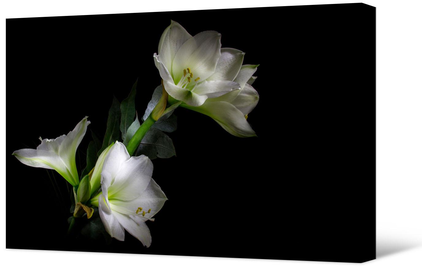 Picture White amaryllis